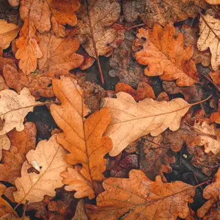 Closeup shot of a stack of beautiful fall colored leaves.