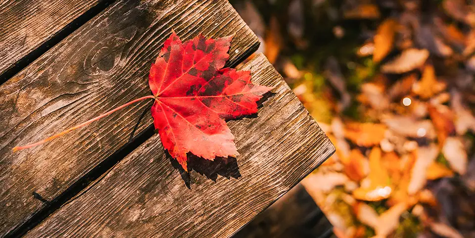 A single red leaf, sitting on the wooden porch of a home in fall.